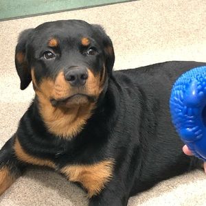 Meet your Posher, Sammy